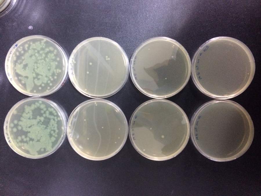 酵母菌稀释涂布平板法图片