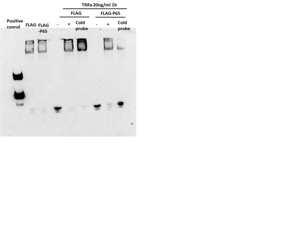 emsa实验问题求助求助求助啊