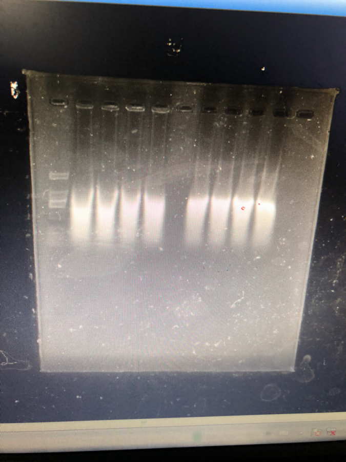 rna跑胶marker不亮rna条带拖尾