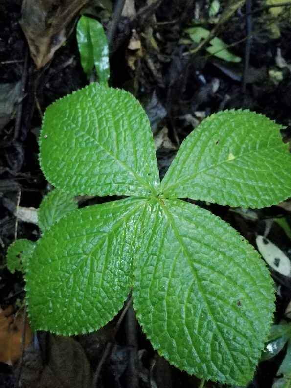 金粟兰科,全缘金粟兰-1