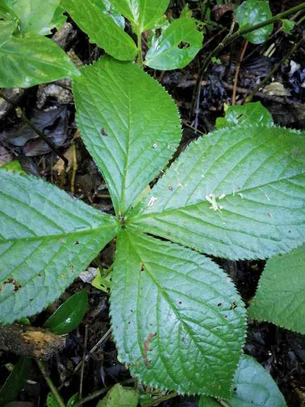 金粟兰科,全缘金粟兰