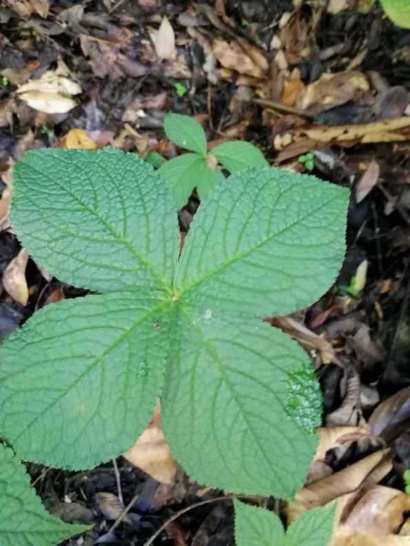 金粟兰科,全缘金粟兰-3