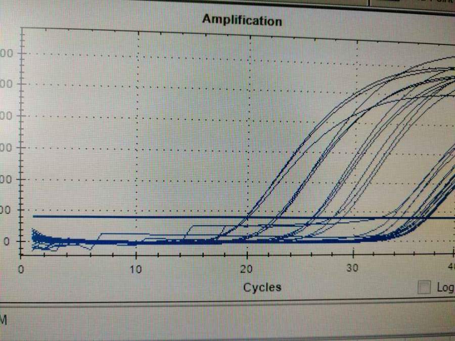 qpcr扩增曲线基线区不平滑原因