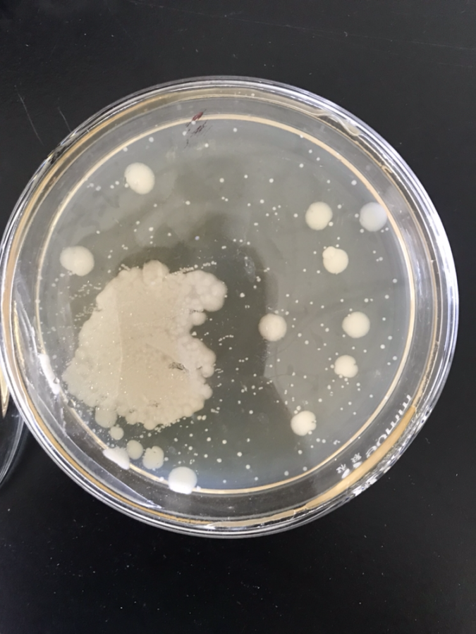 酵母菌菌落形态特征图片