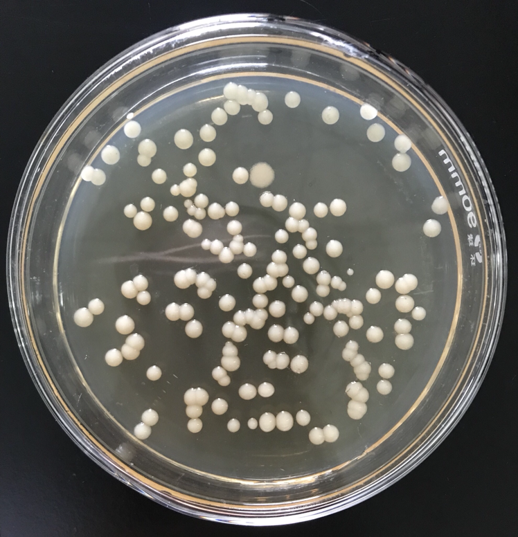 毕赤酵母菌落形态图片