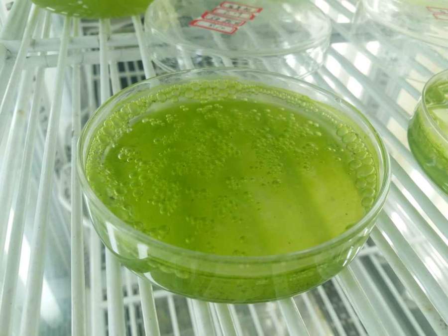 小球藻培养皿液面出现绿膜