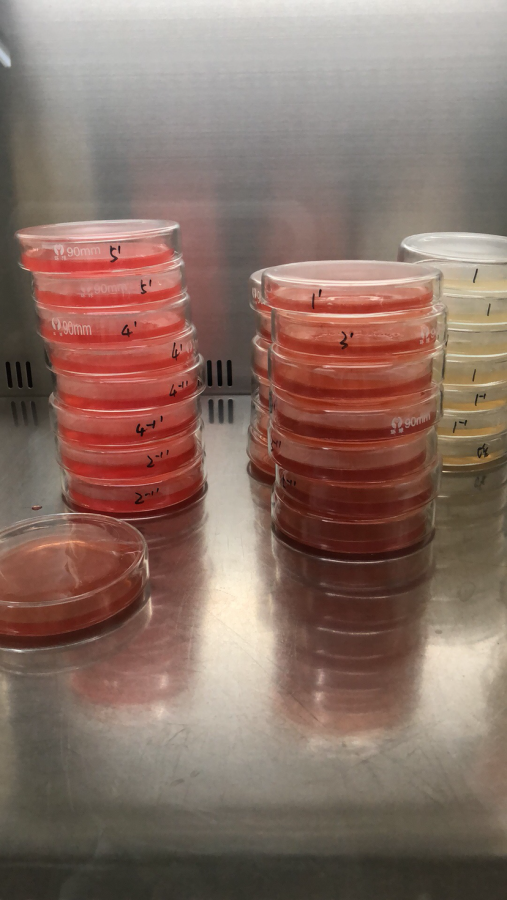 虎红培养基颜色不同是为何