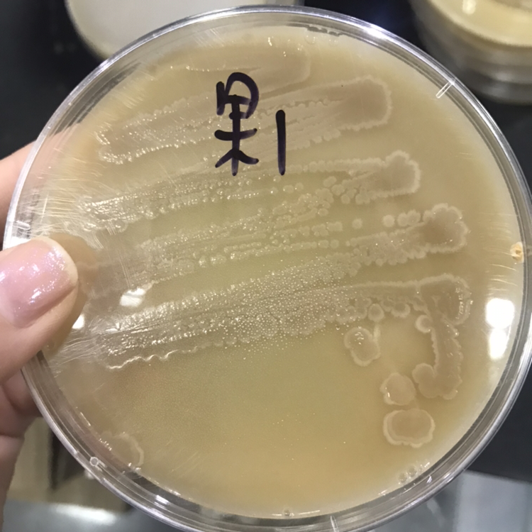 木质醋酸菌图片