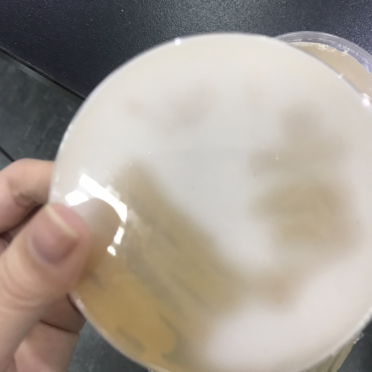 醋酸菌菌膜图片
