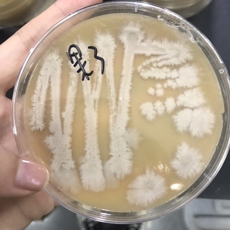 木质醋酸菌图片