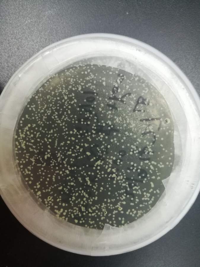 gv3101农杆菌感受态细胞转化