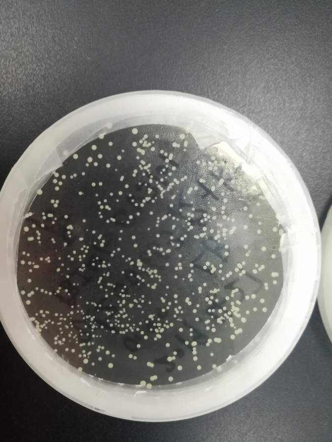 gv3101农杆菌感受态细胞转化