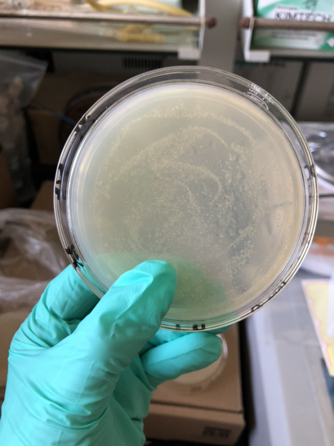 细菌涂布 - 微生物 - 培养/筛选 - 小木虫论坛-学术科研互动平台