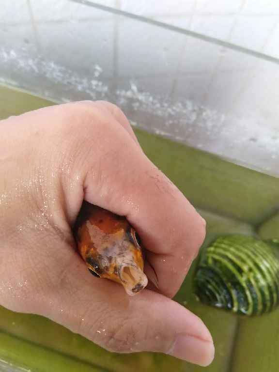 这条金鱼的嘴歪了怎么回事