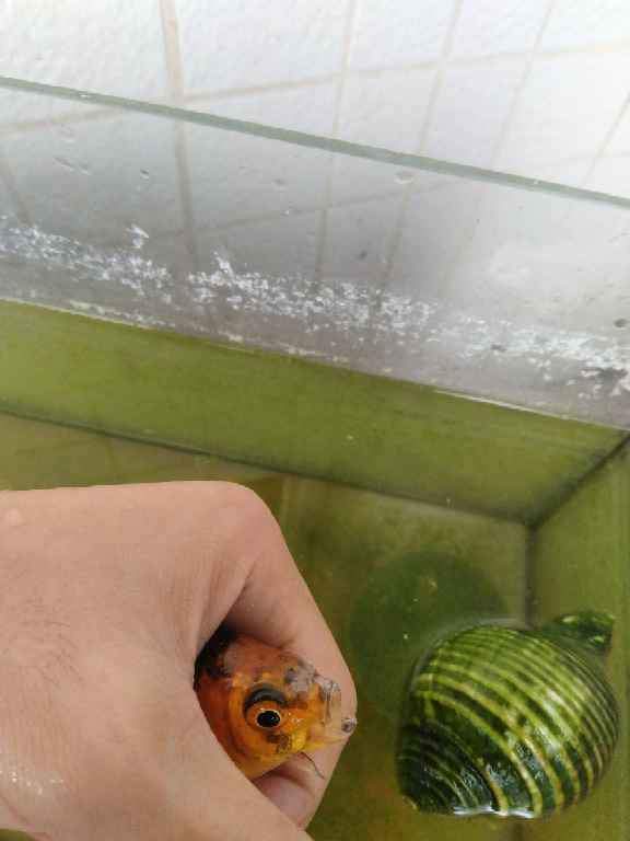 这条金鱼的嘴歪了,怎么回事-1