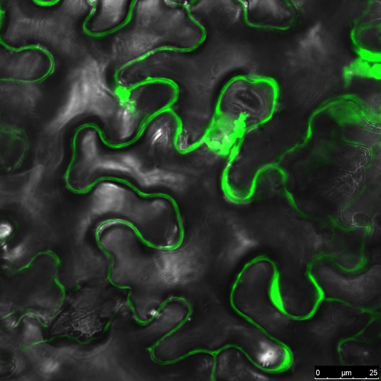 烟草亚细胞定位实验