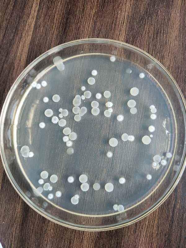 地衣芽孢杆菌水产图片