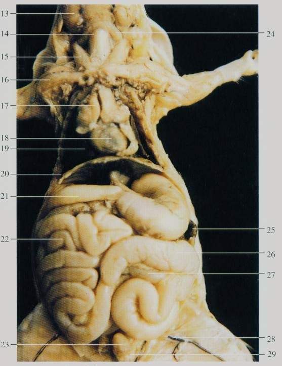 求大鼠解剖的内脏实图或彩图,特别是标有小肠,大肠,盲肠的位置
